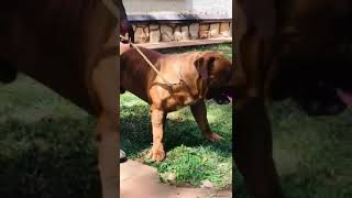 This boerboel dog is massive #boerboel #boerboeldog #boerboelpuppies #boerboels