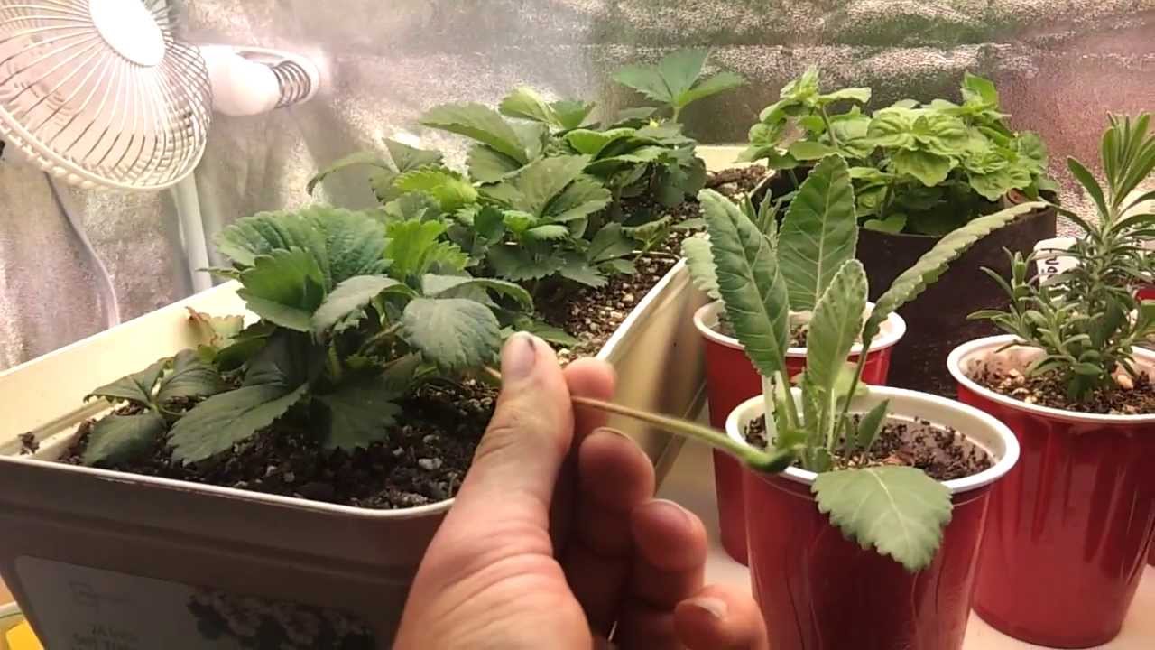 Indoor Strawberry Grow Update. 4-9-13 - YouTube