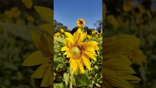 Beautiful Sunflowers 🌻 #sunflower #farming #garden #harvestbyphyuzin #harvesting