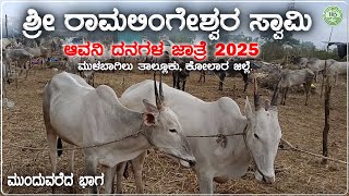 ಆವನಿ ಶ್ರೀ ರಾಮಲಿಂಗೇಶ್ವರ ಸ್ವಾಮಿ ದನಗಳ ಜಾತ್ರೆ 2025, ಕೋಲಾರ ಜಿಲ್ಲೆ | Famous Avani Cattle Fair | Nam Baduku