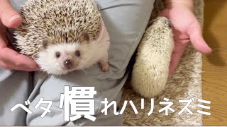 ハリネズミ姉妹の部屋さんぽ Room walk of the hedgehog sisters who are good friends