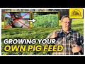 Swine Superfoods: How to Pick the Best Cover Crops for Your Pigs