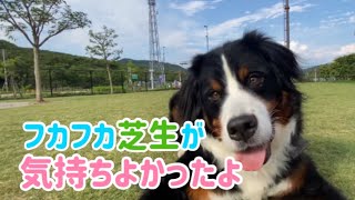 【多頭飼いの日常】芝生フカフカのドッグランを楽しんできました【Bernese Mountain Dog】【Chihuahua】