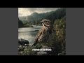 Forest Birds’ Song with Nature’s Tranquility, Pt.4