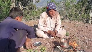 د Documentary report of pine forest in Hisarak district in Nangarhar province, Afghanistan