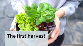 The first harvest at the urban farm