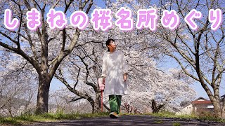 【ジムニードライブ】島根県の桜の名所を巡るジムニー桜ツアー！