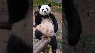 [입덕직캠] 루이바오 직캠 4K ‘루원영‘ (Rui Bao FanCam) #루이바오 #RuiBao #판다월드 #panda #바오패밀리 #baofamily