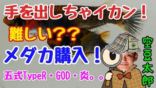 手を出しちゃイカン！難しいと言われるメダカを購入！五式type R系の炎はどんなメダカ？