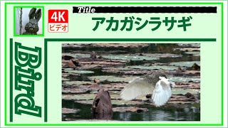 【4K】アカガシラサギ（02）　20201125　Bird　野鳥