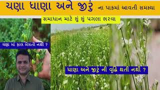 ચણા ધાણા અને જીરું માં આવતી સમસ્યા નું સમાધાન ?