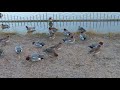 鶴見緑地公園　大池の野鳥たち