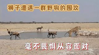 狮子被野狗群围攻，毫不畏惧，从容面对，获得了最终的胜利