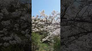 Exploring Japan's Blossom Wonderland: Unlocking the Mysteries of Sakura | Nagasaki, Japan