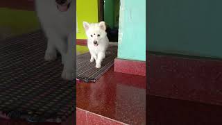 #funny #puppylove #doglover #spitz #dog #cute ഈ പാട്ട് അത്ര പോരല്ലോ |spits |dog