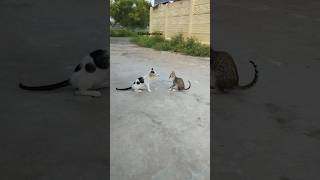 யார் ரா நீங்க லாம் #cat #chittukuruviyt #catvideos #funnyanimals #catlover @ChittuCatOfficial #yt