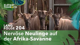 Drei neue Weißbartgnus für den Zoo Leipzig (Langfolge 204) | Elefant, Tiger \u0026 Co. | ARD