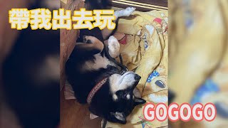 【黑柴】柴犬日常生活~帶我出去玩GOGOGO~