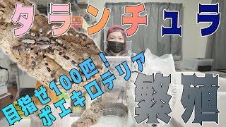 【いっぱい殖やそう】タランチュラの繁殖方法 | 奇蟲屋 榊