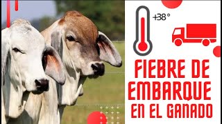 FIEBRE DE EMBARQUE EN EL GANADO / NEUMONIA EN EL GANADO