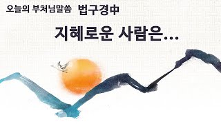 지혜로운 사람은... 법구경 中 [오늘의 부처님말씀]