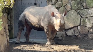 アルゴちゃんとマロくんのようすです。【2023年2月12日】【上野動物園】ヒガシクロサイ