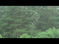 sonido de lluvia fuerte para dormir y relajarse ☔🌲💧 lluvia intensa y fuerte en bosque sin truenos