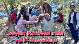 Gemlik Zeytin Hasadı Ve Zeytin Köklendirme / Osmaniye Sumbas