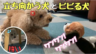 動く犬のおもちゃに立ち向かう犬とビビりすぎる犬がかわいい【トイプードル 】【マルプー】