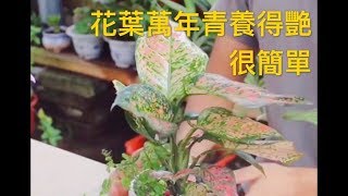 【天天小花農】花葉萬年青怎麼養? 簡單 “幾步”養得葉子艷麗，翠綠肥厚，很養眼