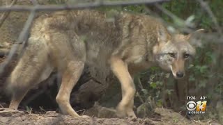 Wild Wednesday: Coyotes