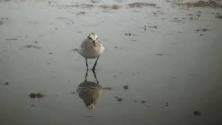 小濱鷸(Calidris minuta)台灣野鳥P170(Little Stint)七股