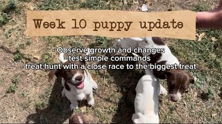 Week 10 Lab/ pointer puppies | growth, training, hunting for treats!