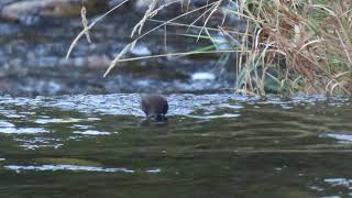 カワガラス２　北海道の野鳥動画　撮影：2021/09/20 SX70HS