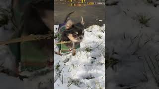 初めて雪を体験する子犬♬【チワワ多頭飼い】/ puppy feeling snow for the first time