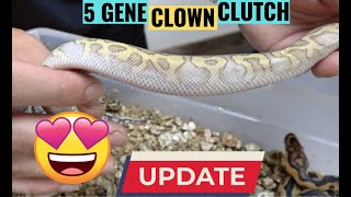 Too Many Clowns! Ball Python Clutch Update!