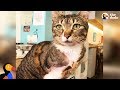 LIVE: Adoptable Three Legged Cat at NYC Cat Cafe | The Dodo LIVE