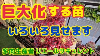 【多肉植物】【ガーデニング】巨大化する苗‼️いろいろ見せます🎵2024年5月29日