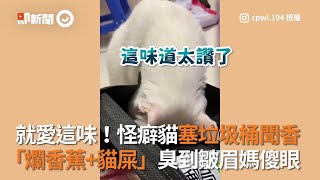 就愛這味！怪癖貓塞垃圾桶聞香「爛香蕉+貓屎」臭到皺眉媽傻眼│寵物│貓咪