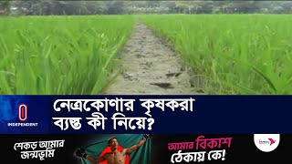 আউশ আবাদে কৃষকদের সহায়তা দিচ্ছে কৃষি বিভাগ || Independent TV | Netrokona | Aush