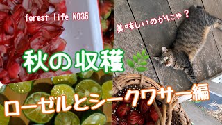 秋の収穫祭　ローゼルとシークワサーで冬を乗り越えよう！　ローゼルジャムとシークワサーシロップ作り　forest life No 35