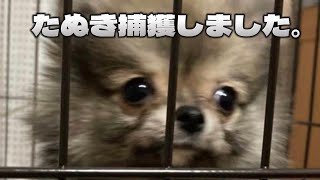 【初投稿】たぬきが我が家へやってきた！？