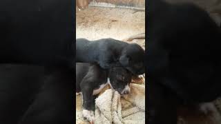 Staghound puppies