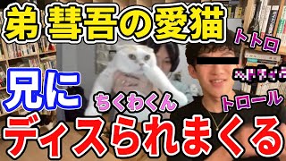 【DaiGo弟】彗吾の愛猫登場するも兄にディスられまくる【松丸兄弟/怜吾/ちくわ/メンタリストDaiGo切り抜き】 #shorts