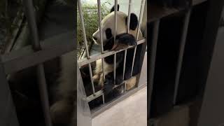 Panda Jin Hu-three baby