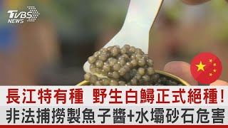 長江特有種 野生白鱘正式絕種! 非法捕撈製魚子醬+水壩砂石危害｜TVBS新聞