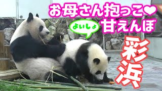 お昼寝している良浜🐼🌹お母さんに甘える彩浜🐼🌈ちゃん❕真似してモグモグ食事中🍴かわいいなぁ～ジャイアントパンダ アドベンチャーワールド ぱんだふる動画 AnimalVideo Giantpa