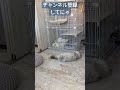 【るい u0026りおちゃん】ケージの中の白猫と仲良くなりたい猫