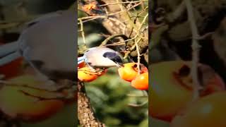 The bird is eating fruit-鸟儿正在吃水果