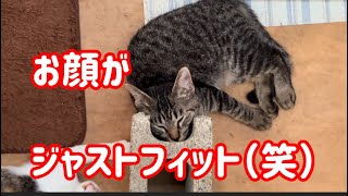 野良猫が出産102  子猫たちの何気ない日常46  【子猫の動画】